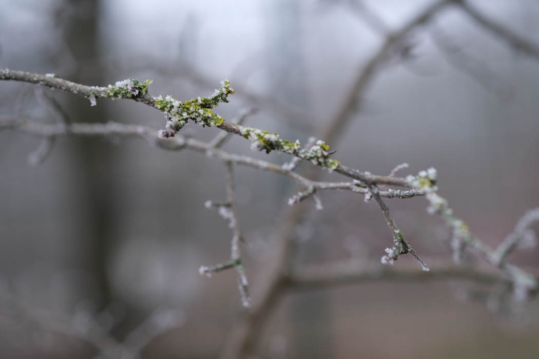 Moss bark from a tree in Spreepark forest